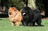 CHOW CHOW 611